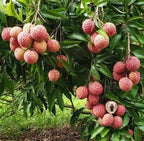 Emperor Lychee Tree - 1.5ft. Tall Bare Root mysoilsong