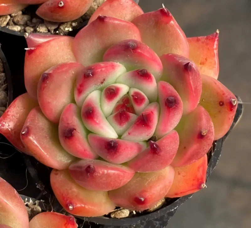 Garcia succulent in 2-inch pot, pink-green rosette with red-tipped leaves