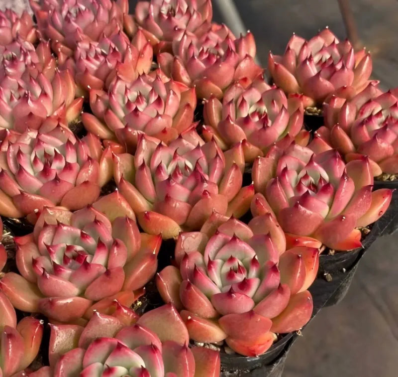 Garcia succulent cluster in 2-inch pot, pink rosettes with red centers