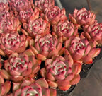 Garcia succulent cluster in 2-inch pot, pink rosettes with red centers