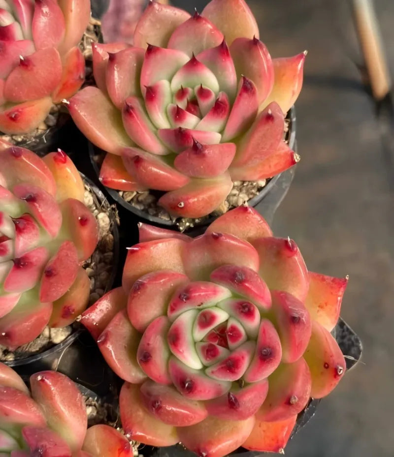 Garcia succulent in 2-inch pots, pink rosette cluster with red centers