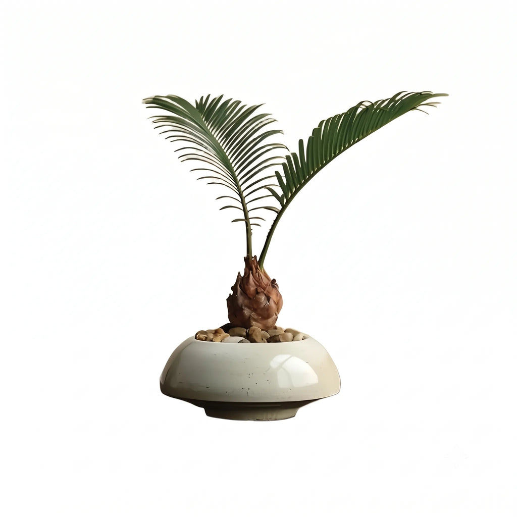 Sago palm tree in white bulb planter with brown trunk and spreading green fronds