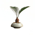 Sago palm tree in white bulb planter with brown trunk and spreading green fronds