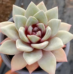 Succulent rosette in 4-inch pot, pale green and peach leaves with burgundy inner leaves
