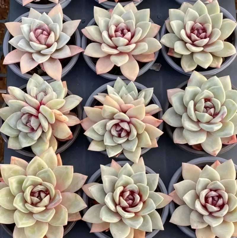 Group of succulent rosettes in 4-inch pots, pale green leaves with red-pink centers