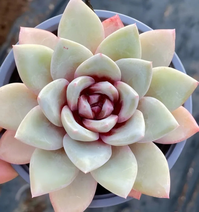 Succulent rosette in 4-inch pot, pale green petals with peach outer tips and red swirl center