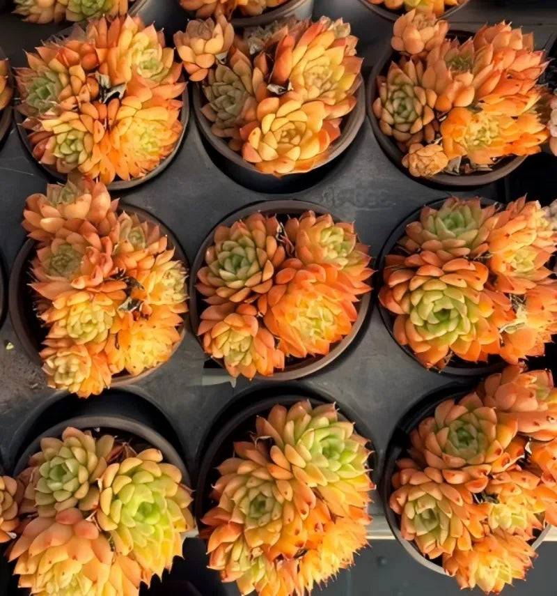 Assorted orange and yellow succulent rosettes in 4-inch pots