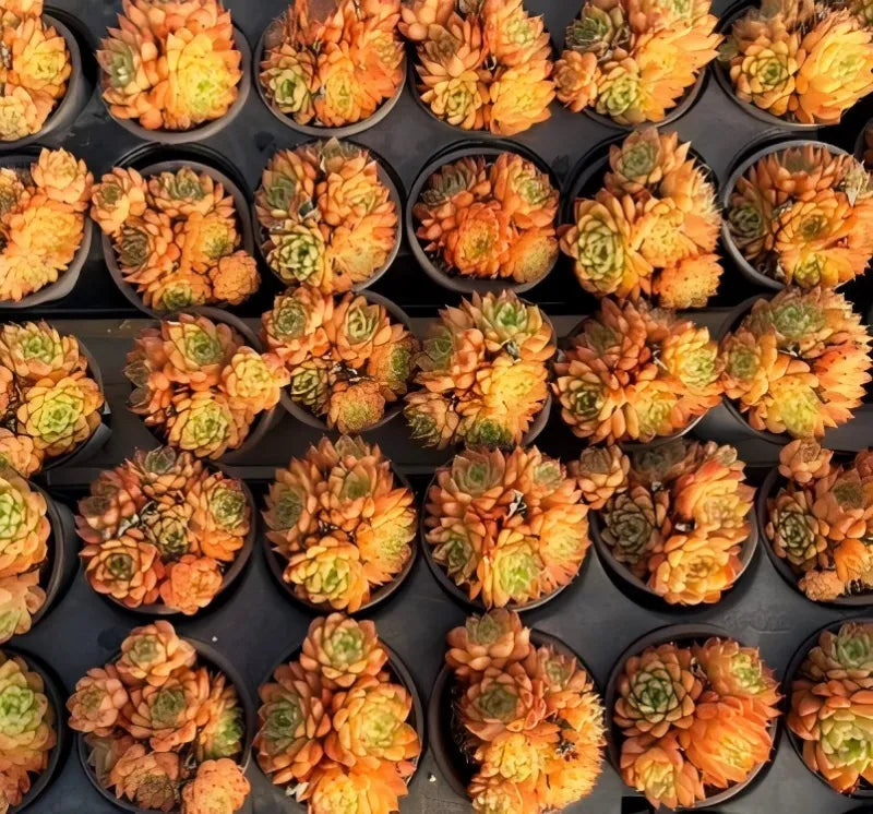 Orange, green, and yellow succulent rosette plants in small pots