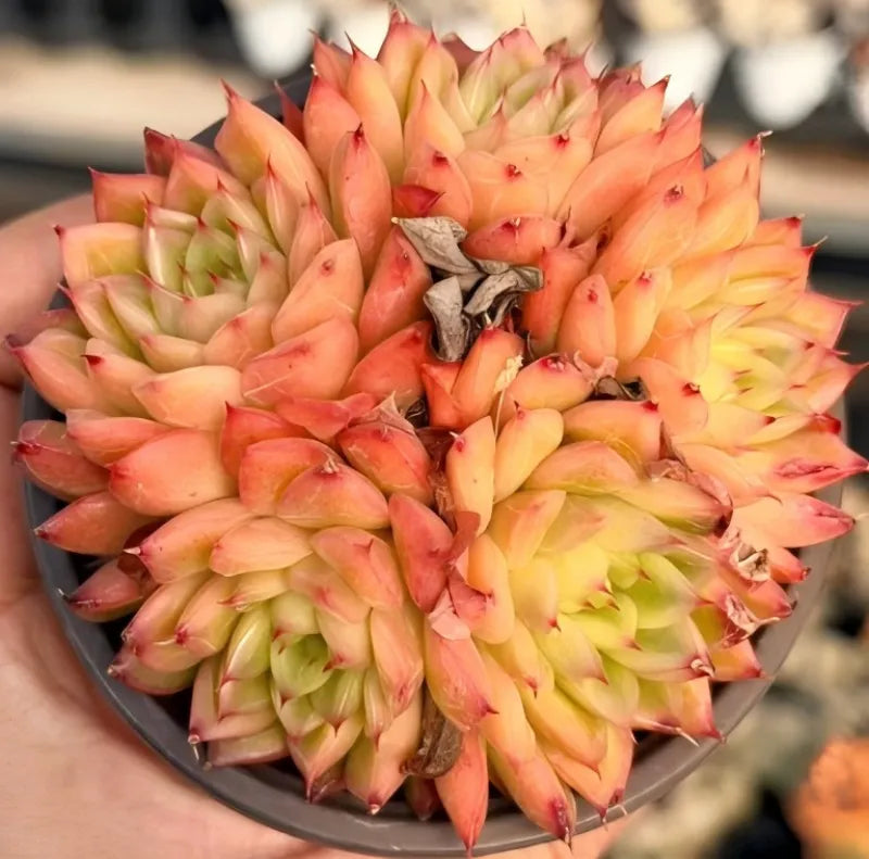 Peach-orange succulent rosette cluster in a 4-inch pot close-up