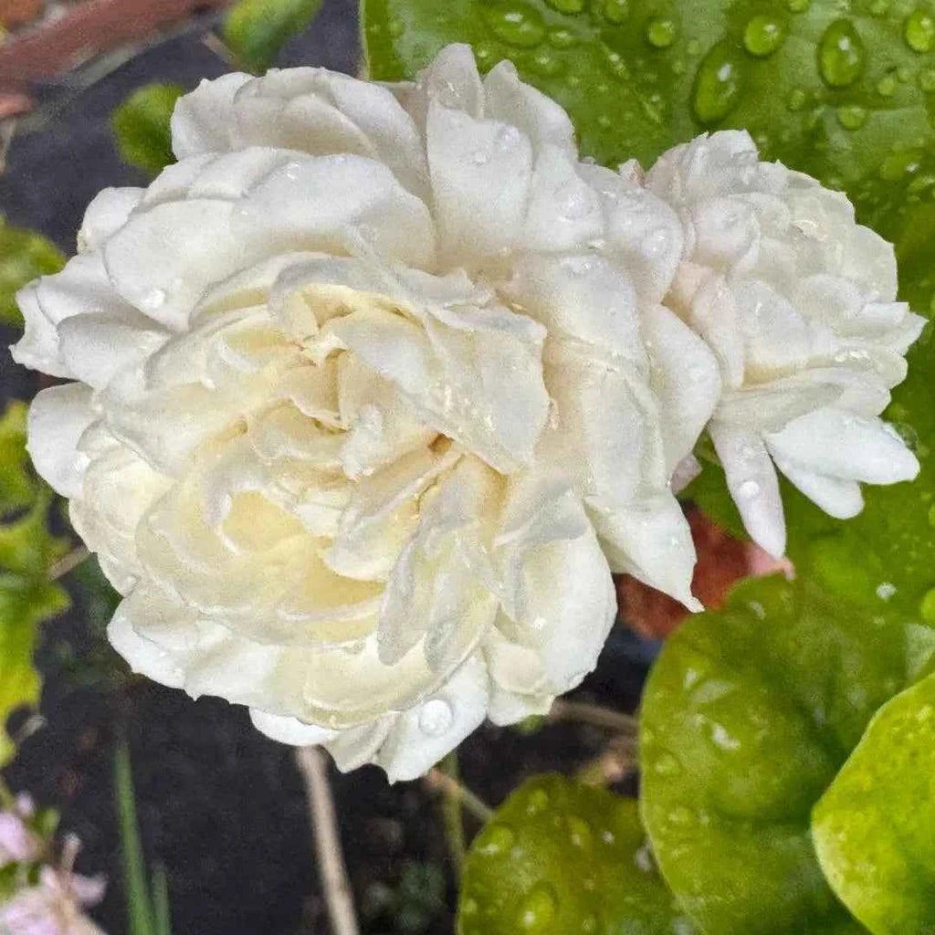 White jasmine double flowers with dew on green leaves