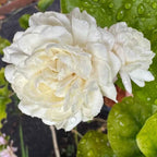 White jasmine double flowers with dew on green leaves