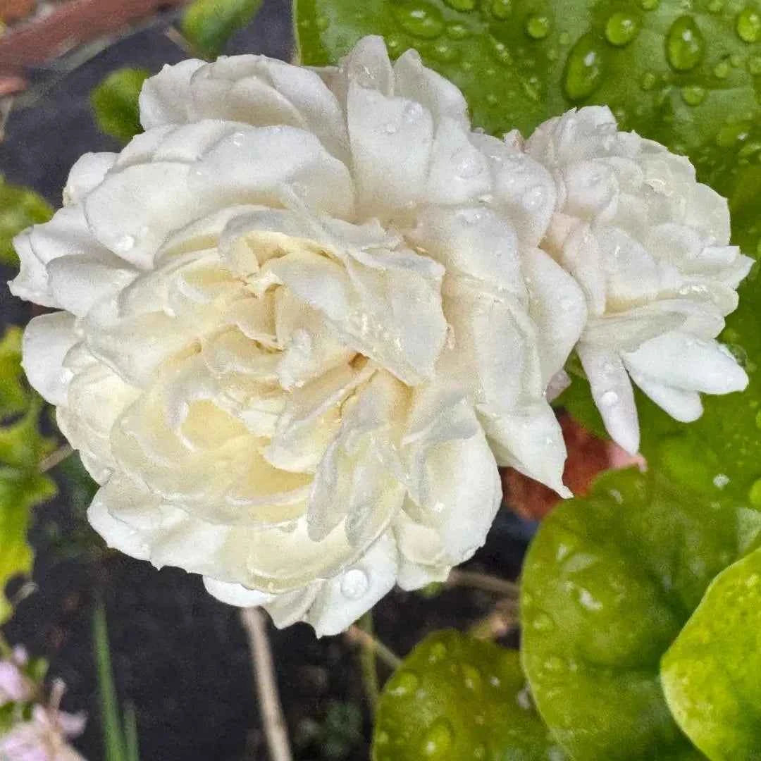 White jasmine double flowers with dew on green leaves