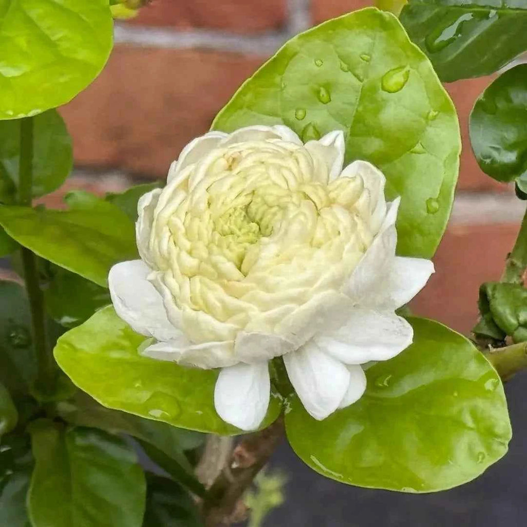 Creamy white jasmine bloom with layered petals and green leaves