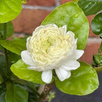 Creamy white jasmine bloom with layered petals and green leaves