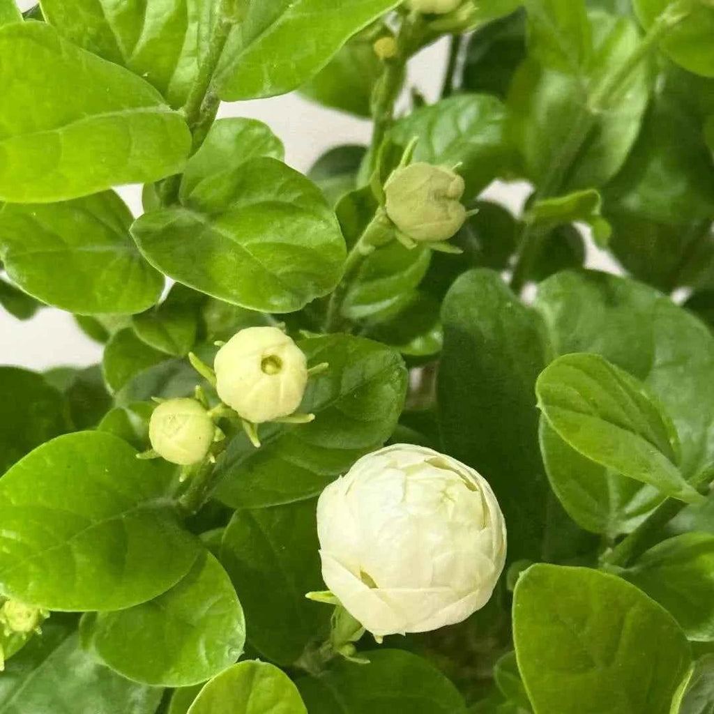 White jasmine buds and open blossoms on green foliage