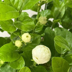 White jasmine buds and open blossoms on green foliage