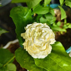 Light cream jasmine double flower with green leaves