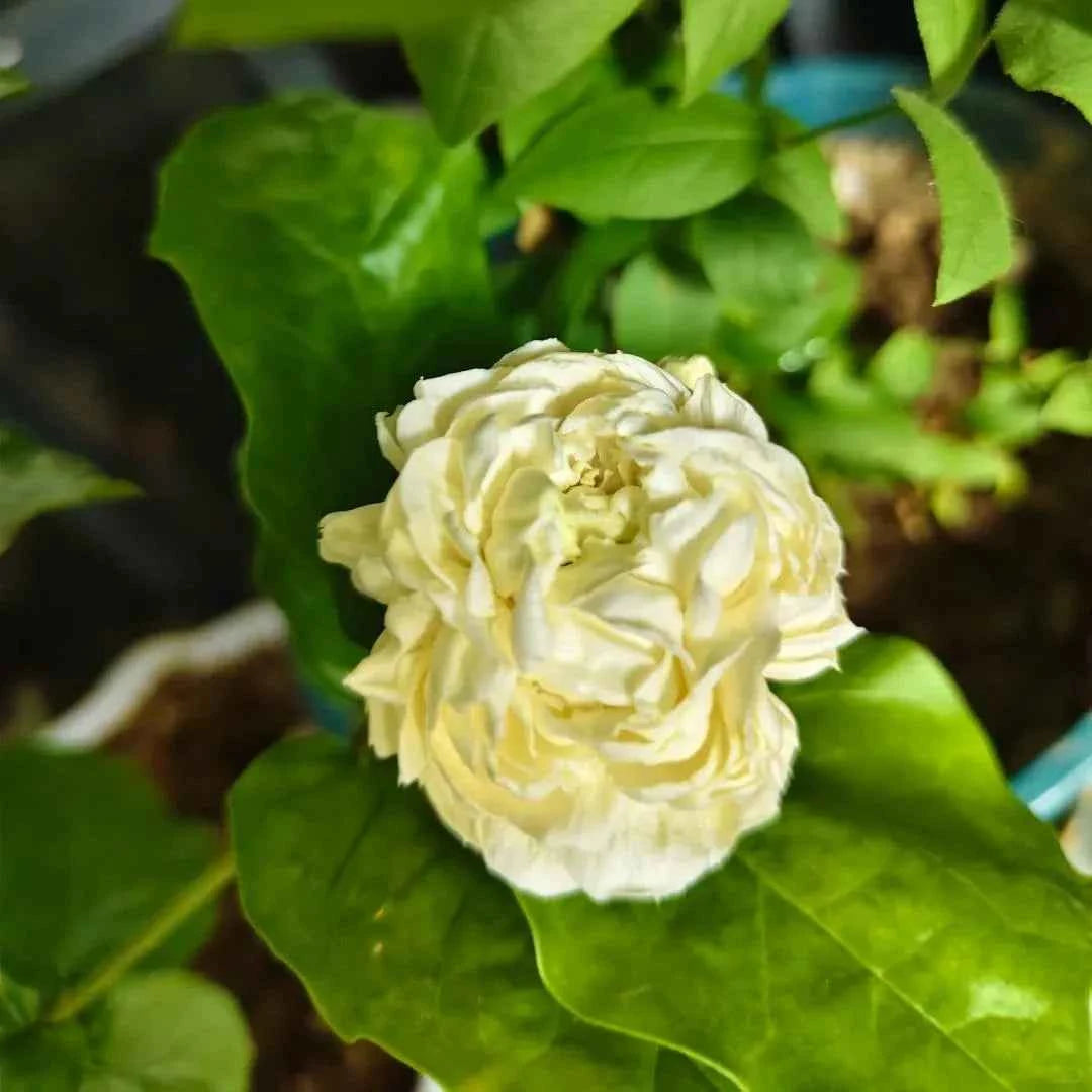 Light cream jasmine double flower with green leaves