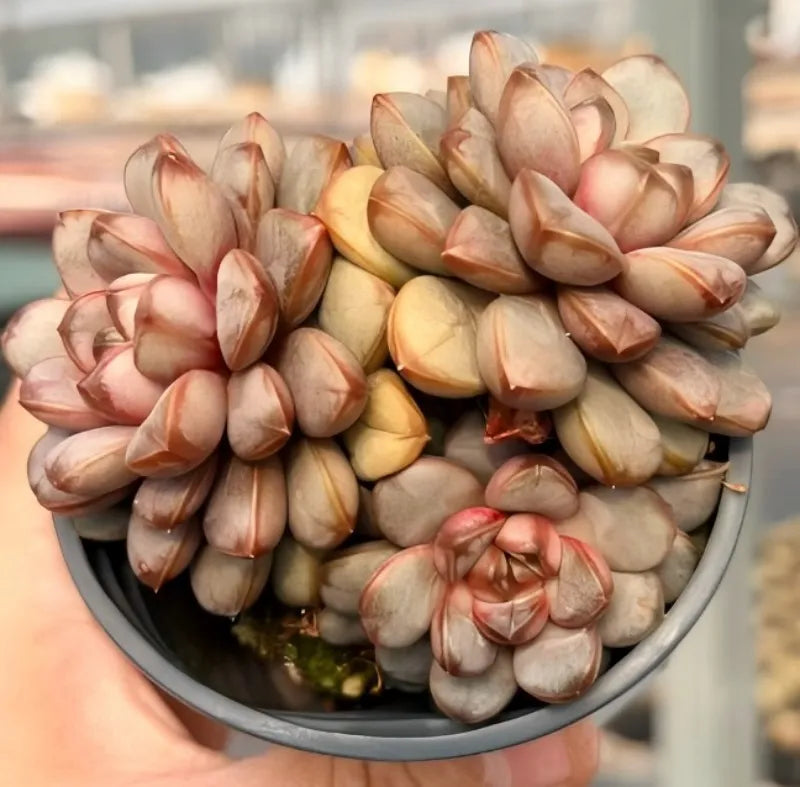 Succulent rosette cluster in a gray pot, pastel pink and cream leaves