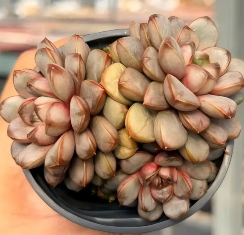 Succulent rosette cluster in gray pot with pale yellow and pink leaves