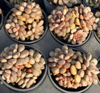 Succulent rosette clusters in four gray pots, mixed cream, yellow, and pink