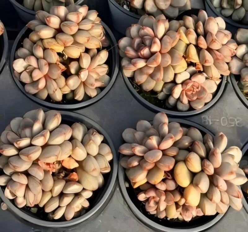 Succulent rosette clusters in four gray pots, mixed cream, yellow, and pink