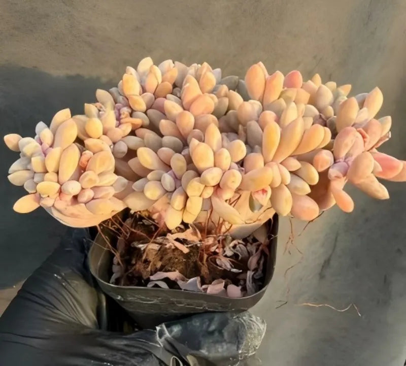 Echeveria cristata succulent in a pot, peach-yellow leaves with pale lavender tips