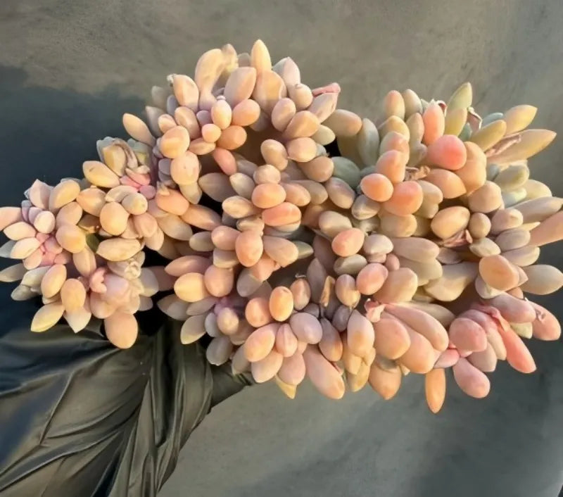 Echeveria cristata succulent with peach, yellow, and pale lavender teardrop leaves