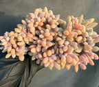 Echeveria cristata succulent with peach, yellow, and pale lavender teardrop leaves