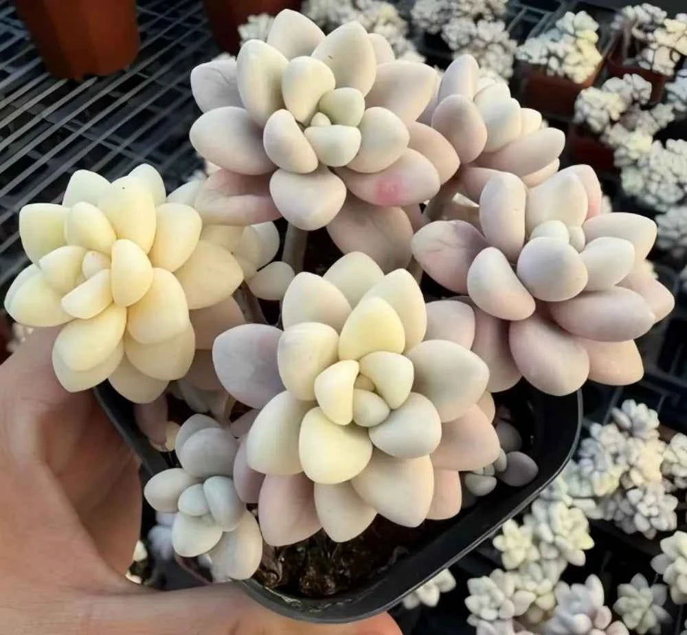 Variegated Graptopetalum rosettes in a black tray, pale yellow, cream, and pink