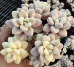 Variegated Graptopetalum succulent rosettes with pale cream and light pink leaves