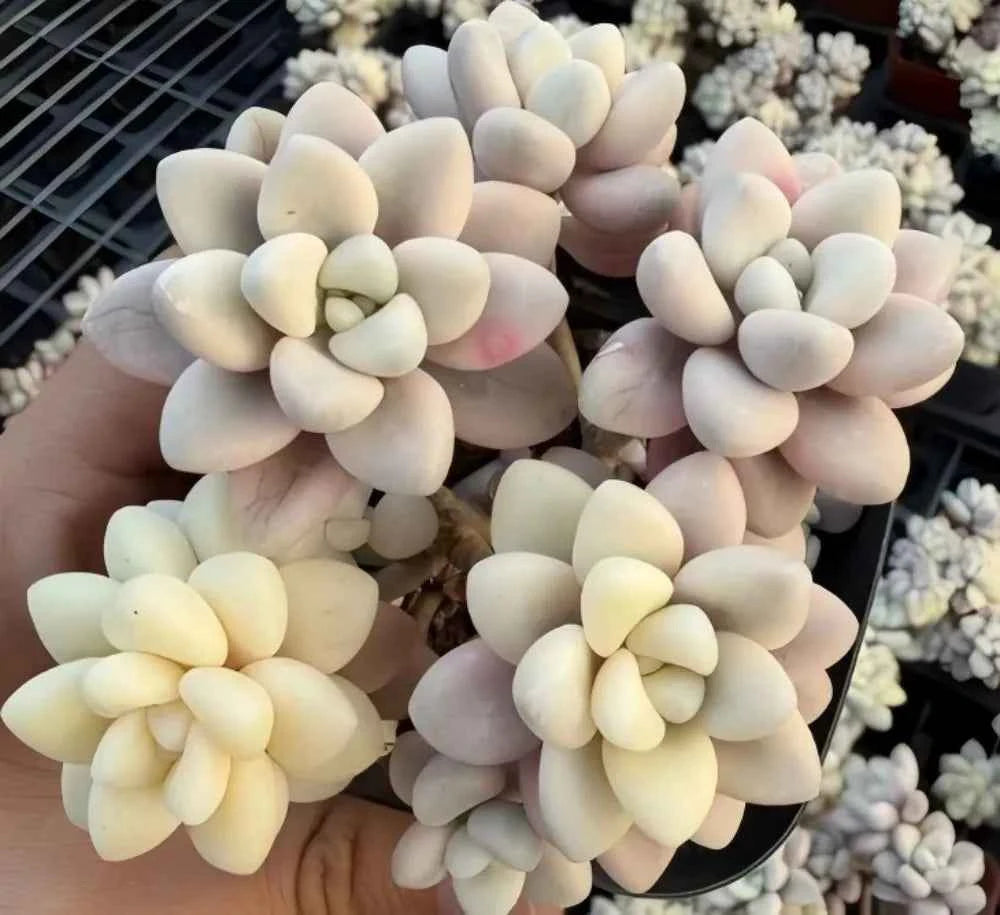 Variegated Graptopetalum succulent rosettes with pale cream and light pink leaves