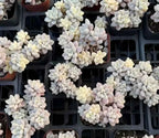 Multiple variegated Graptopetalum succulents in small pots, pale cream and yellow rosettes