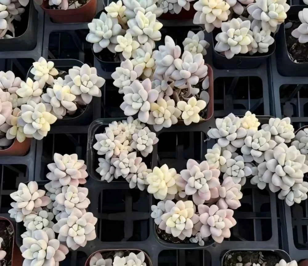 Multiple variegated Graptopetalum succulents in small pots, pale cream and yellow rosettes