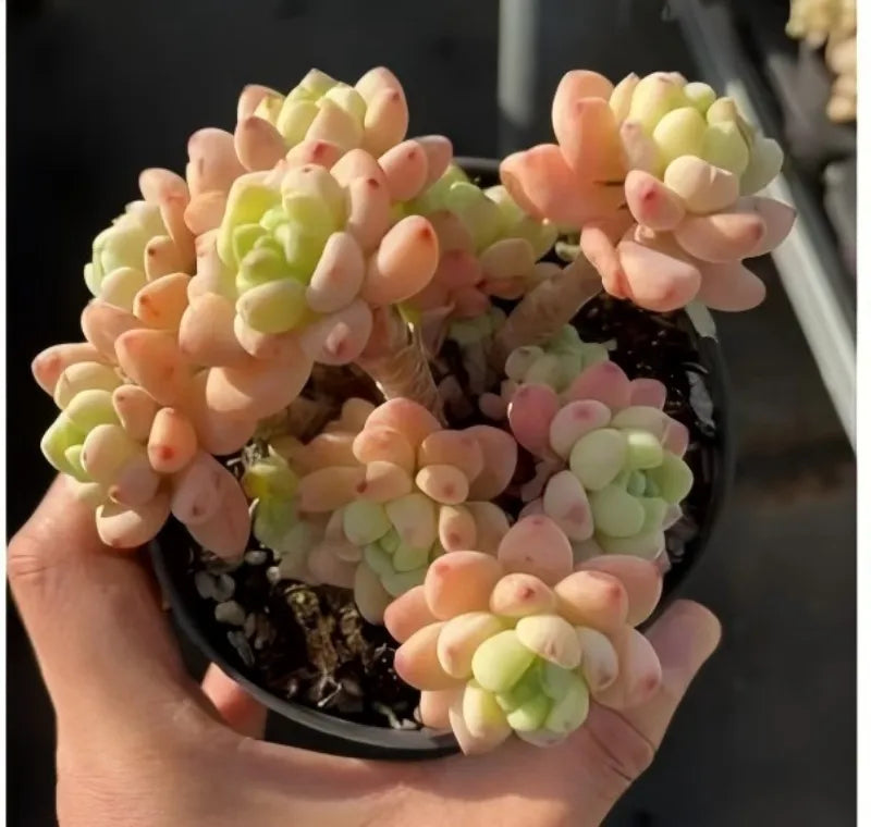Graptopetalum Microcalyx succulent in pot, pastel green and pink rosette clusters