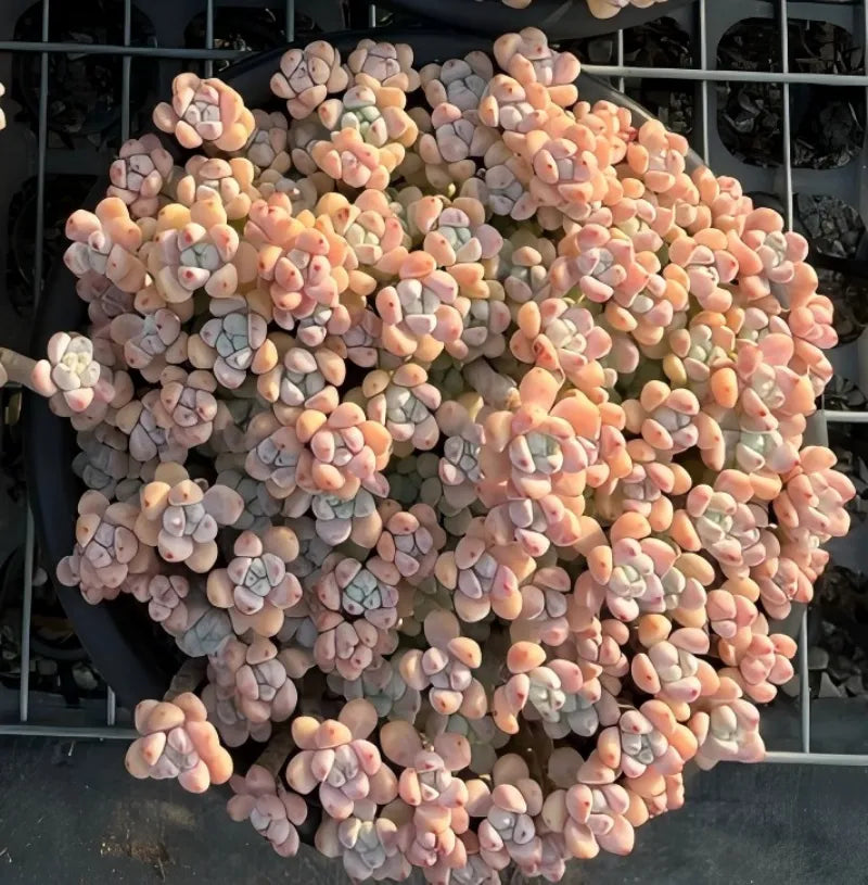 Mature succulent plant with dense rosette clusters in pink and gray