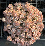 Mature succulent plant with dense rosette clusters in pink and gray