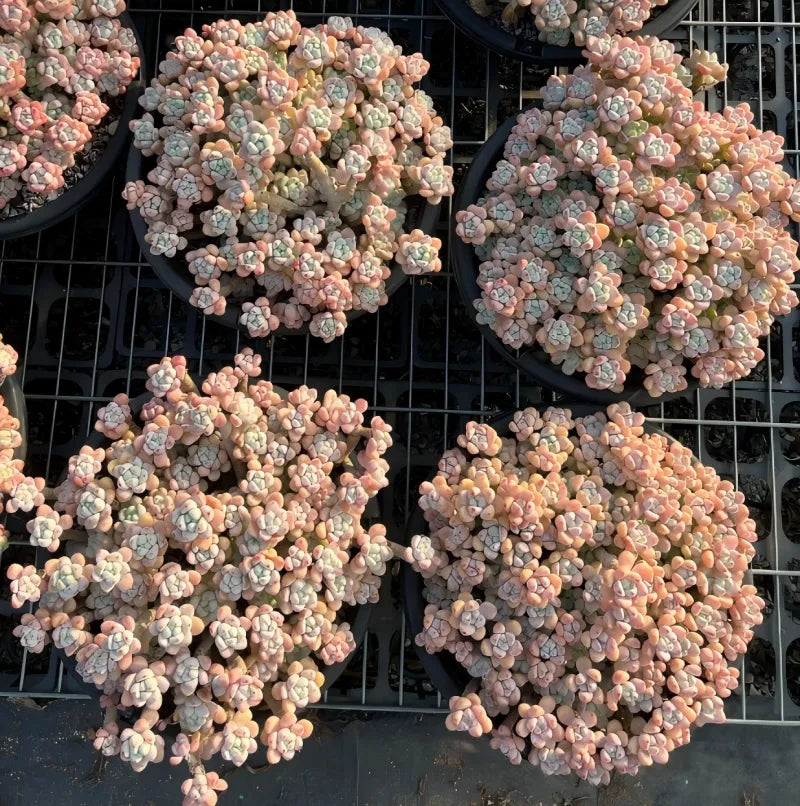 Mature succulent with small rosette clusters, peach-pink and cool gray tones