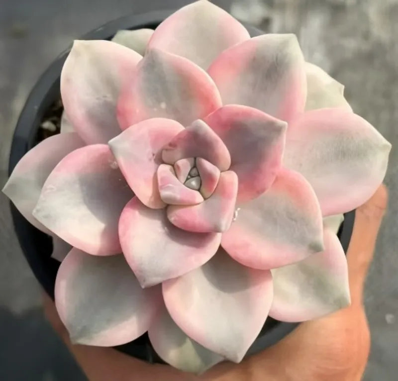 Variegated Graptopetalum succulent rosette, pale pink and light gray leaves