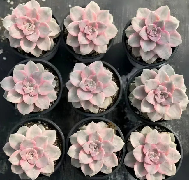 Variegated Graptopetalum in pots, pale pink rosette plants with gray leaves