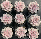 Variegated Graptopetalum in pots, pale pink rosette plants with gray leaves