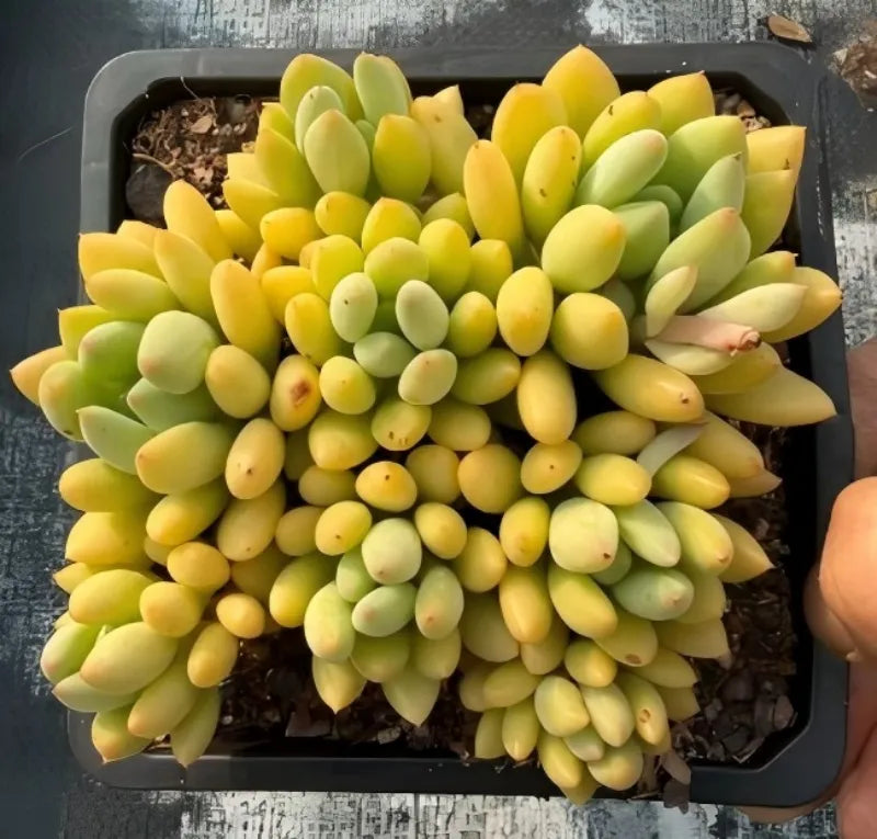 Graptopetalum succulent in 5 in pot, dense yellow and light-green leaf rosette cluster