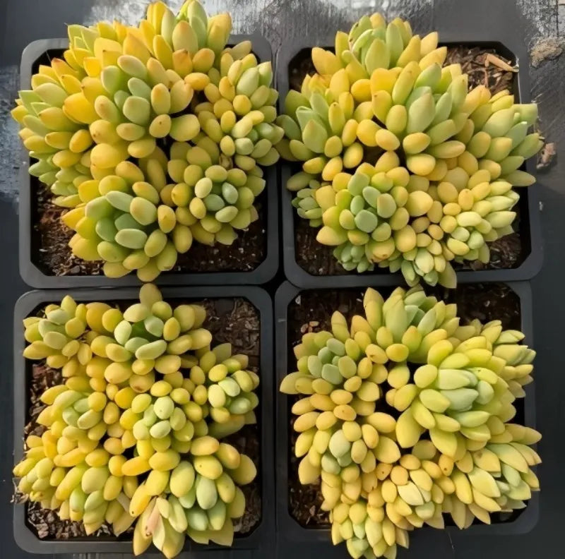 Graptopetalum succulent in 5 in pot, four yellow-green rosette clusters in tray