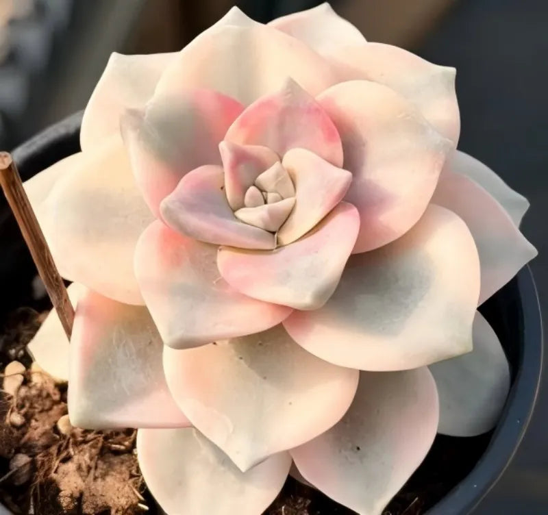 Succulent plant in small pot with pale cream rosette and pink-tinted leaves