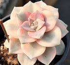 Succulent plant in small pot with pale cream rosette and pink-tinted leaves