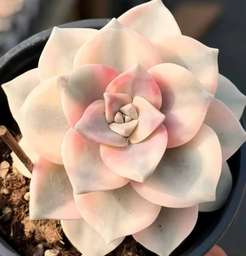 Succulent plant in small pot with pale cream rosette and pink-tinted outer leaves
