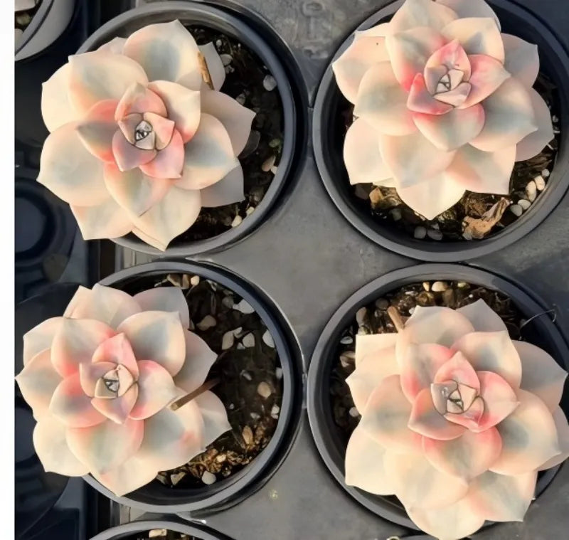 Four succulent plants in round pots, pale cream rosettes with pink-tinted centers