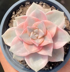 Variegated succulent rosette with pale pink edges in a gray pot, top view
