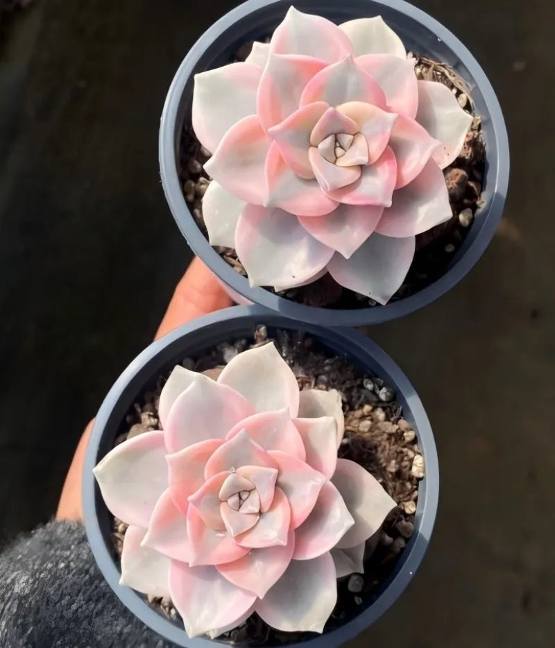 Two variegated succulent pots with pink-and-cream rosette leaves on gritty soil