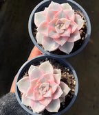 Two variegated succulent pots with pink-and-cream rosette leaves on gritty soil